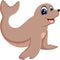 Monk Seal Animal