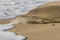 Monk Seal Close Up Resting