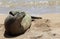 Monk Seal, Hawaii