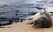 Monk Seal Niihau Hawaii by Reflecting Pool