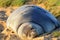 A Monk seal rest on the beach