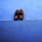 Monk shoes on blue background