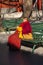 Monk sitting paying in the garden af the lama temple in Beijing, China.