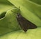 Monk Skipper Butterfly