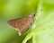 Monk Skipper Butterfly on Green Leaf