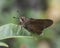 Monk Skipper Butterfly on Green Leaf