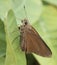 Monk Skipper Butterfly on Green Leaf