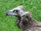 Monk vulture