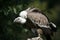 Monk vulture