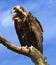 A monk vulture Aegypius monachus