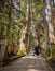 Monk walking on the long path in the Okunoin cemetery towards the mausoleum of Kobo Daishi