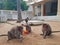 Monkees eating peanuts in front of the Ramana Ashram in Tiruvanamalai India