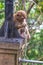 A monket wearing a necklace