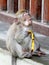 Monkey 022