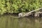 Monkey above water in Nairobi National Park, Nairobi, Kenya, Africa