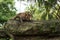 Monkey in aggressive pose on a stone