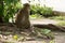 Monkey alone asia only lonesome wildlife nature life