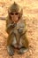Monkey at Angkor site, Cambodia