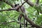 Monkey animal sleeping on the tree.background blur.