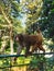 Monkey of Assam State Cum Botanical Garden Wildlife Photography