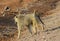 Monkey baboon in Africa wild nature savannah