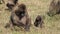 Monkey. Baboons. Young baboons chew and eat in the meadow during the day. Wildlife. African safari.
