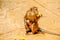 Monkey with a baby eating a flower