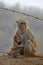 Monkey and baby near Mt Popa, Burma