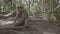 Monkey with baby sitting and on the ground and eating nuts. Monkey Hill in Phuket, Thailand