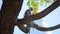 Monkey with the baby on a tree branch, Kataragama Kiriwehera temple in the background