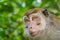 Monkey Bako National Park
