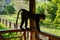 a monkey on a balcony railing wood