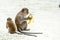Monkey beach. Group of Crab-eating macaques and banana, Phi-Phi, Thailand