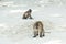 Monkey beach. Group of Crab-eating macaques at Phi-Phi, Thailand