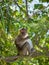 Monkey on the beach in Thailand