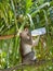 Monkey on the beach in Thailand