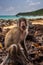 Monkey Beach Thailand Crab-eating macaque Macaca fascicularis al