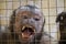 monkey behind bars with open mouth, soft focus