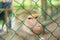 Monkey behind bars in a zoo