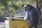 Monkey in the Bekol savanna, Baluran National Park, Situbondo, Indonesia.