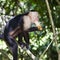 Monkey Biting a Banana