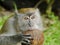 Monkey Biting a Coconut