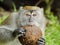 Monkey Biting a Coconut