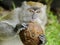 Monkey Biting a Coconut