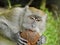 Monkey Biting a Coconut