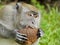 Monkey Biting a Coconut