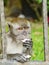 Monkey Biting a Coconut