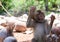 A monkey biting a coconut