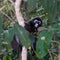 Monkey with blue rings around eyes climbing a tree