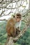 Monkey - Bonnet Macaque (Macaca radiata)